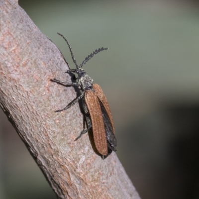 Porrostoma rhipidium (Long-nosed Lycid (Net-winged) beetle) at Scullin, ACT - 13 Nov 2020 by AlisonMilton
