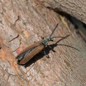 Porrostoma rhipidium at Scullin, ACT - 14 Nov 2020