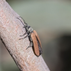 Porrostoma rhipidium at Scullin, ACT - 14 Nov 2020