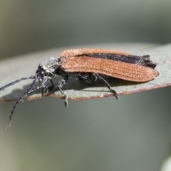 Porrostoma rhipidium at Scullin, ACT - 14 Nov 2020