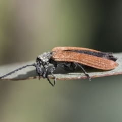 Porrostoma rhipidium at Scullin, ACT - 14 Nov 2020