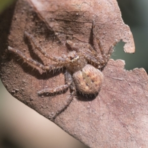 Isopeda or Isopedella sp. (genus) at Hawker, ACT - 14 Nov 2020