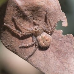 Unidentified Huntsman spider (Sparassidae) (TBC) at Scullin, ACT - 13 Nov 2020 by AlisonMilton