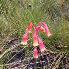 Blandfordia nobilis (Christmas Bells) at Wingecarribee Local Government Area - 1 Feb 2021 by plants