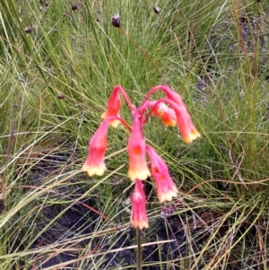 Blandfordia nobilis at Morton National Park - 1 Feb 2021