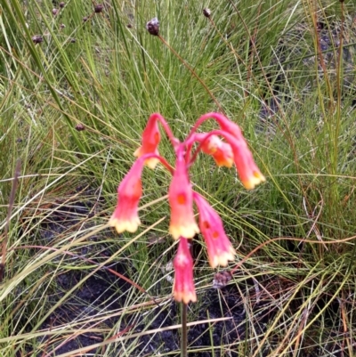 Blandfordia nobilis (Christmas Bells) at Bundanoon, NSW - 1 Feb 2021 by plants