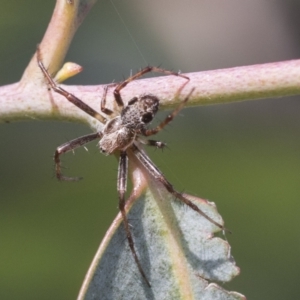 Araneinae (subfamily) at Scullin, ACT - 14 Nov 2020