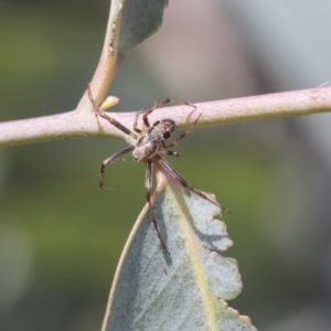 Araneinae (subfamily) at Scullin, ACT - 14 Nov 2020 09:41 AM