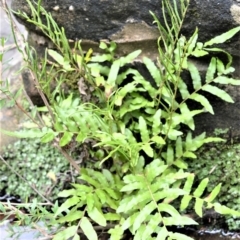 Blechnum minus (Soft Water Fern) at Wingecarribee Local Government Area - 1 Feb 2021 by plants