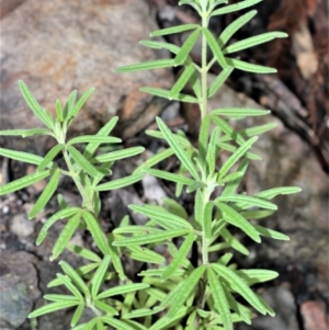 Zieria murphyi at Bundanoon, NSW - 1 Feb 2021 09:21 PM