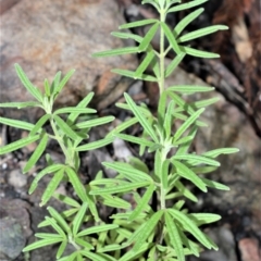 Zieria murphyi (TBC) at Bundanoon, NSW - 1 Feb 2021 by plants