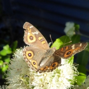 Junonia villida at Yass River, NSW - 30 Jan 2021 05:03 PM