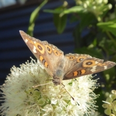 Junonia villida at Yass River, NSW - 30 Jan 2021