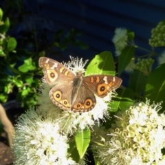 Junonia villida at Yass River, NSW - 30 Jan 2021 05:03 PM