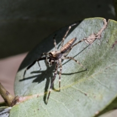 Helpis minitabunda (Threatening jumping spider) at Scullin, ACT - 14 Nov 2020 by AlisonMilton