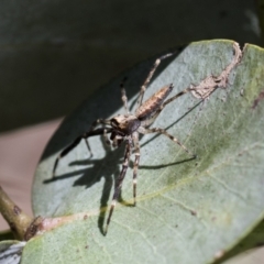 Helpis minitabunda (Threatening jumping spider) at Scullin, ACT - 13 Nov 2020 by AlisonMilton