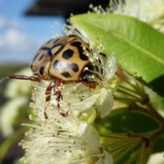 Neorrhina punctata (Spotted flower chafer) at Yass River, NSW - 30 Jan 2021 by SenexRugosus