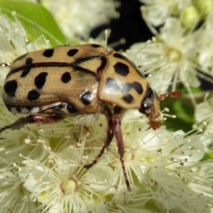 Neorrhina punctata at Yass River, NSW - 30 Jan 2021