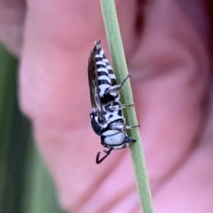 Coelioxys froggatti at Murrumbateman, NSW - 31 Jan 2021