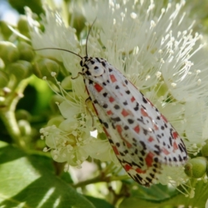 Utetheisa pulchelloides at Yass River, NSW - 30 Jan 2021 05:09 PM