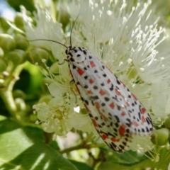 Utetheisa pulchelloides (Heliotrope Moth) at Yass River, NSW - 30 Jan 2021 by SenexRugosus
