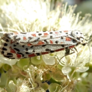 Utetheisa pulchelloides at Yass River, NSW - 30 Jan 2021 05:09 PM