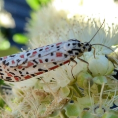 Utetheisa pulchelloides at Yass River, NSW - 30 Jan 2021 05:09 PM