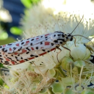 Utetheisa pulchelloides at Yass River, NSW - 30 Jan 2021 05:09 PM