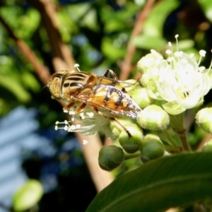 Eristalinus punctulatus at Yass River, NSW - 30 Jan 2021