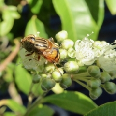 Eristalinus punctulatus at Yass River, NSW - 30 Jan 2021 05:11 PM