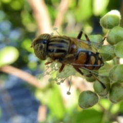 Eristalinus punctulatus at Yass River, NSW - 30 Jan 2021 05:11 PM