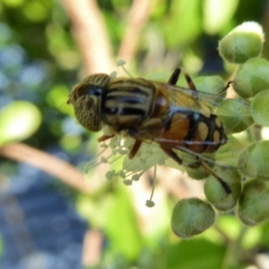 Eristalinus punctulatus at Yass River, NSW - 30 Jan 2021