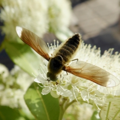 Comptosia sp. (genus) (Unidentified Comptosia bee fly) at Yass River, NSW - 30 Jan 2021 by SenexRugosus