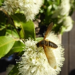 Comptosia sp. (genus) (Unidentified Comptosia bee fly) at Yass River, NSW - 30 Jan 2021 by SenexRugosus