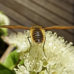 Comptosia sp. (genus) at Yass River, NSW - 30 Jan 2021 05:13 PM