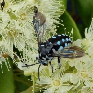 Thyreus caeruleopunctatus at Yass River, NSW - 1 Feb 2021