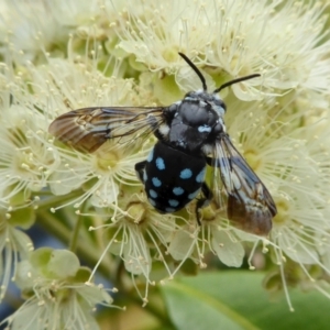 Thyreus caeruleopunctatus at Yass River, NSW - 1 Feb 2021