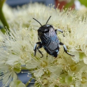 Thyreus caeruleopunctatus at Yass River, NSW - 1 Feb 2021