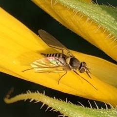 Australiphthiria hilaris at Murrumbateman, NSW - 31 Jan 2021