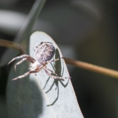 Salsa fuliginata (Sooty Orb-weaver) at Scullin, ACT - 13 Nov 2020 by AlisonMilton