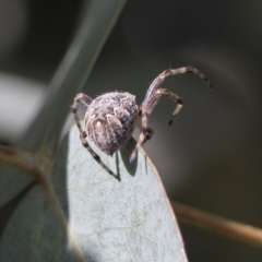 Salsa fuliginata at Scullin, ACT - 14 Nov 2020