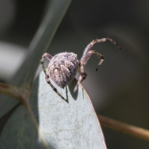 Salsa fuliginata at Scullin, ACT - 14 Nov 2020 09:43 AM