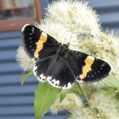 Eutrichopidia latinus (Yellow-banded Day-moth) at Yass River, NSW - 1 Feb 2021 by SenexRugosus