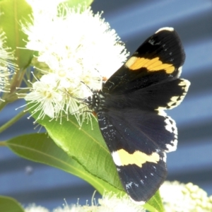 Eutrichopidia latinus at Yass River, NSW - 1 Feb 2021