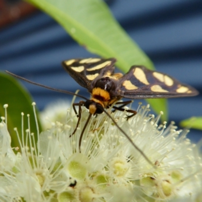 Amata (genus) (Handmaiden Moth) at Yass River, NSW - 1 Feb 2021 by SenexRugosus