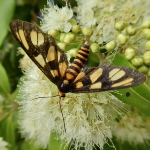 Amata (genus) at Yass River, NSW - 1 Feb 2021 03:21 PM