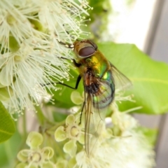 Rutilia (Chrysorutilia) formosa (A Bristle fly) at Yass River, NSW - 1 Feb 2021 by SenexRugosus