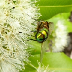 Rutilia (Chrysorutilia) formosa at Yass River, NSW - 1 Feb 2021