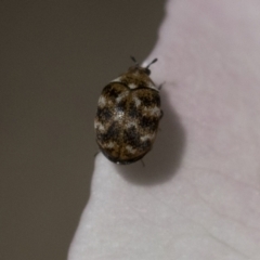 Anthrenus verbasci (Varied or Variegated Carpet Beetle) at Higgins, ACT - 14 Nov 2020 by AlisonMilton