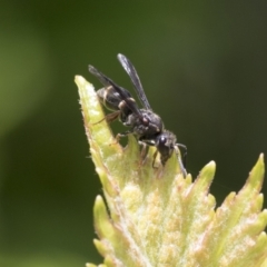Eumeninae (subfamily) (Unidentified Potter wasp) at Higgins, ACT - 14 Nov 2020 by AlisonMilton